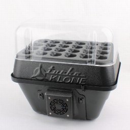 Turbo Klone 24株